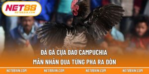 Đá gà cựa dao Campuchia