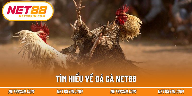 Khái quát hình thức theo dõi đá gà NET88 trực tuyến