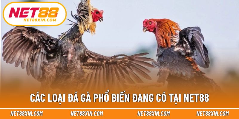 Tổng hợp các hình thức đá gà tại nhà cái được quan tâm